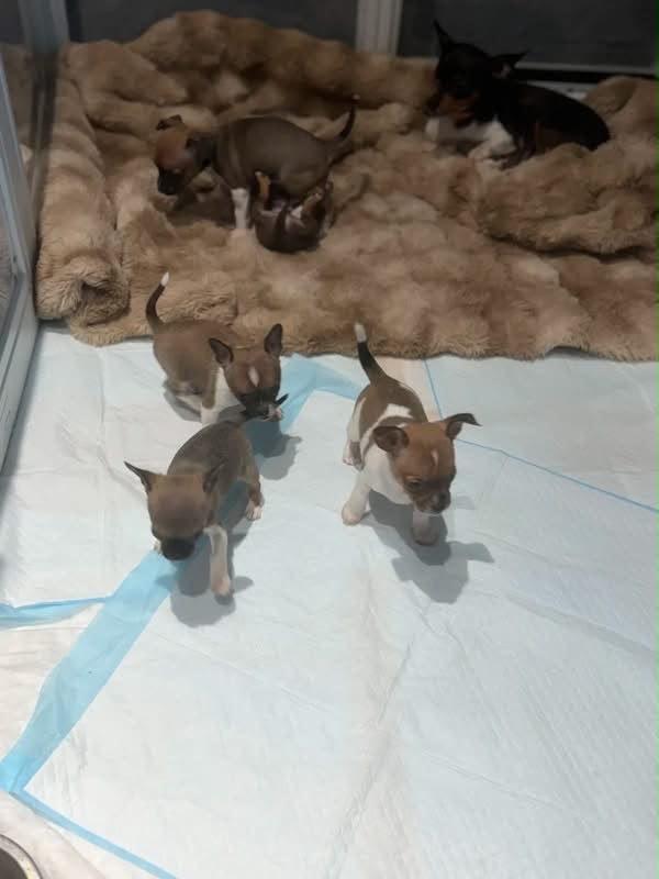 Chihuahua Litters, a Chihuahua puppy